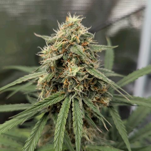 Epsilon growlog timeline photo