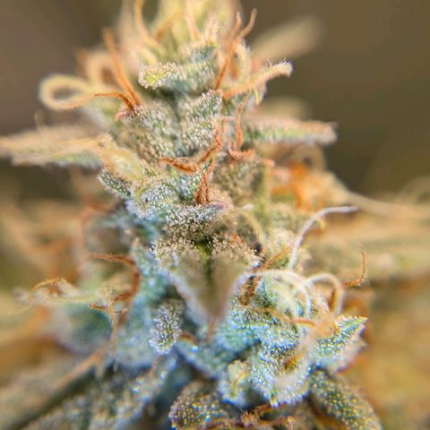 Medusa growlog timeline photo