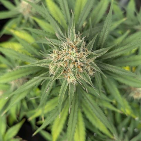 Epsilon growlog timeline photo