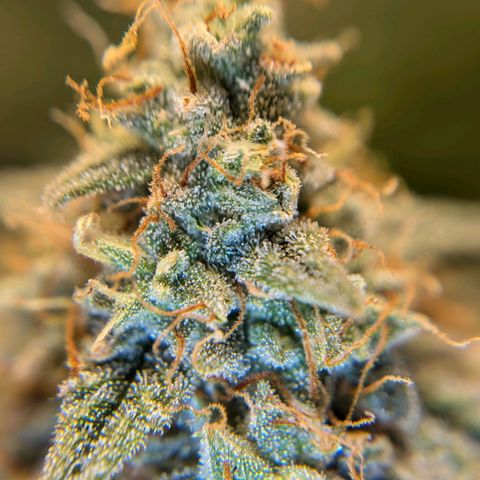 Titan growlog timeline photo