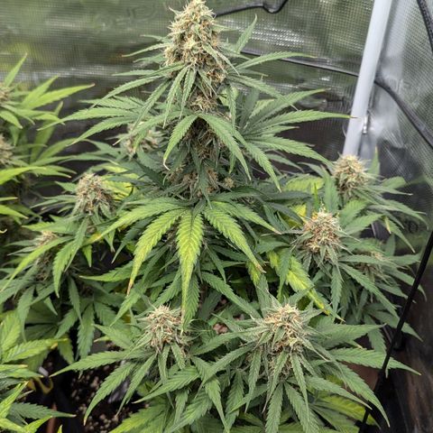 Epsilon growlog timeline photo
