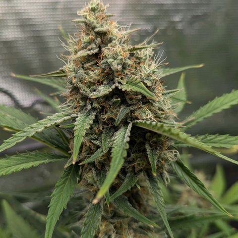 Medusa growlog timeline photo