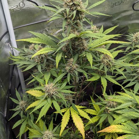 Medusa growlog timeline photo