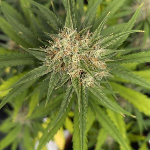 Medusa growlog timeline photo