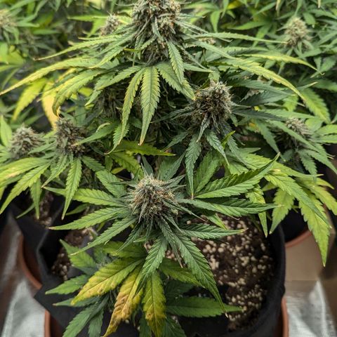 Titan growlog timeline photo