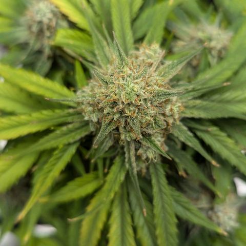 Titan growlog timeline photo