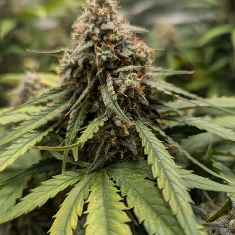 Titan growlog timeline photo