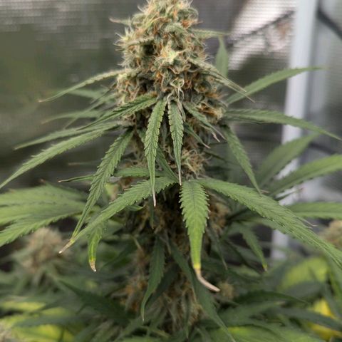 Epsilon growlog timeline photo