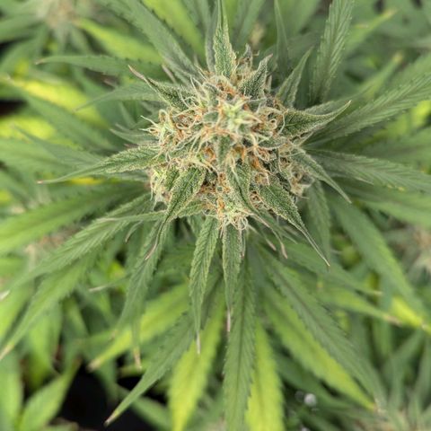 Epsilon growlog timeline photo