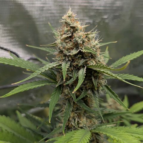 Medusa growlog timeline photo