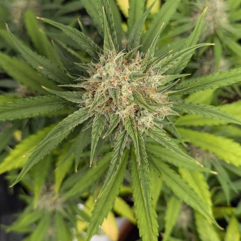 Medusa growlog timeline photo