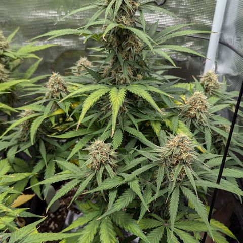 Epsilon growlog timeline photo