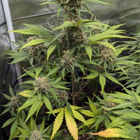 Medusa growlog timeline photo