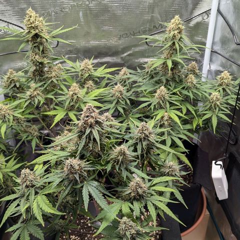 Epsilon growlog timeline photo