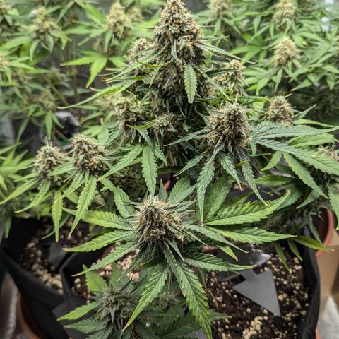 Titan growlog timeline photo