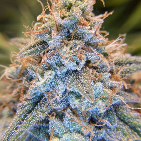 Titan growlog timeline photo