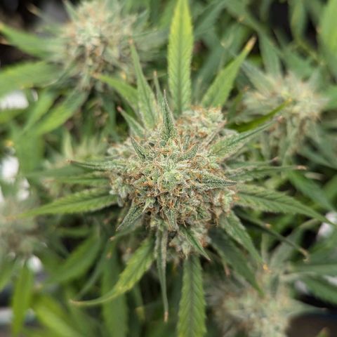 Titan growlog timeline photo