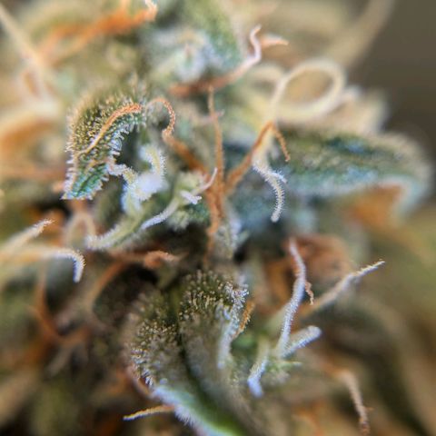 Epsilon growlog timeline photo