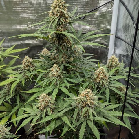 Epsilon growlog timeline photo