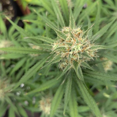 Epsilon growlog timeline photo