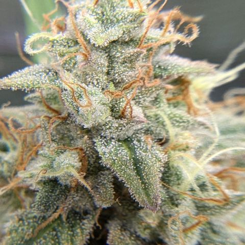Medusa growlog timeline photo