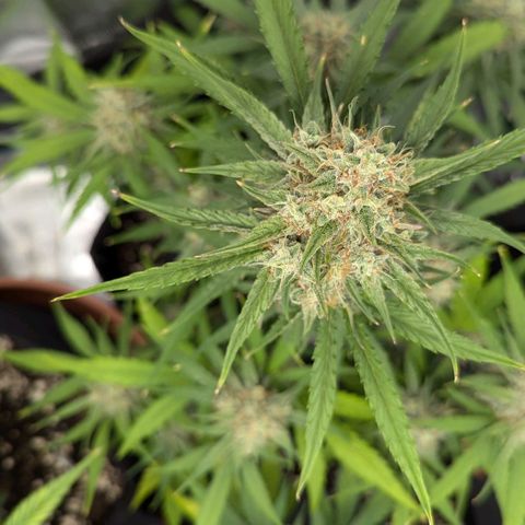 Medusa growlog timeline photo