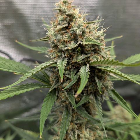 Medusa growlog timeline photo