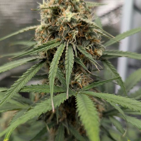 Epsilon growlog timeline photo