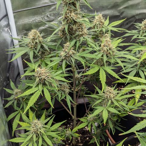 Medusa growlog timeline photo