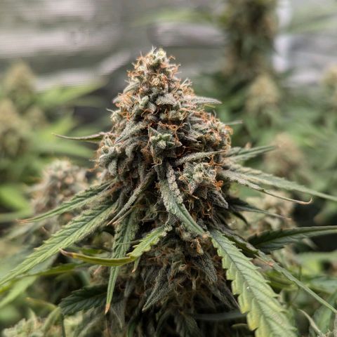 Titan growlog timeline photo