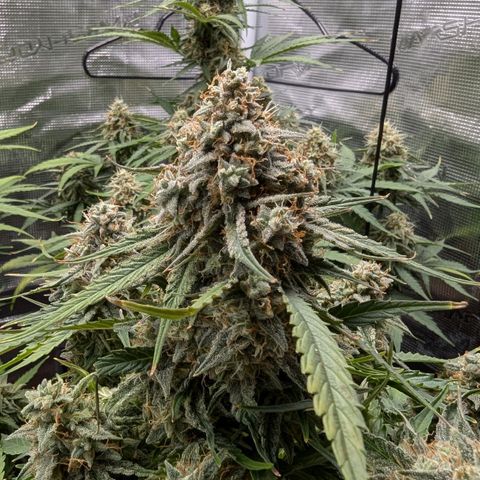 Titan growlog timeline photo