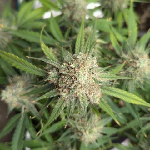 Titan growlog timeline photo