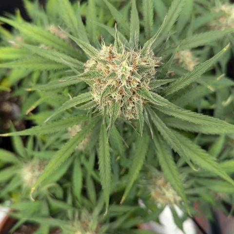 Epsilon growlog timeline photo