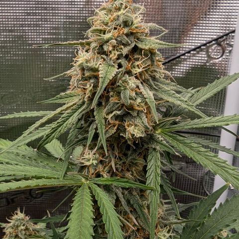 Epsilon growlog timeline photo