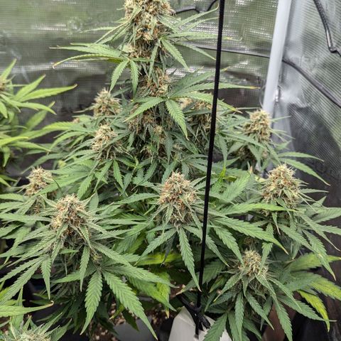 Epsilon growlog timeline photo