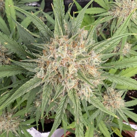 Medusa growlog timeline photo