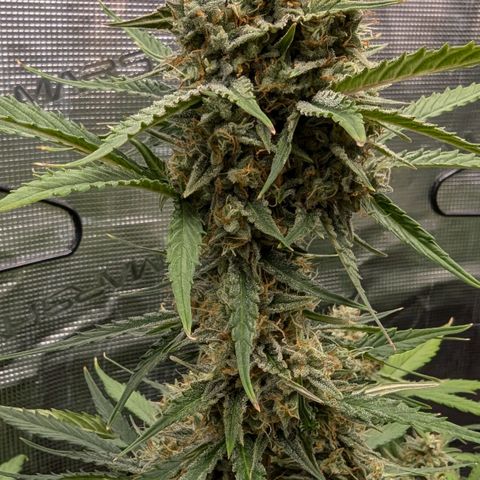 Medusa growlog timeline photo