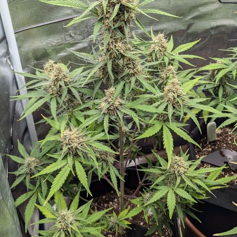 Medusa growlog timeline photo