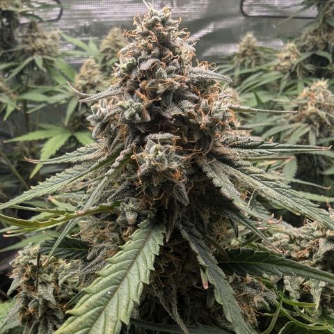 Titan growlog timeline photo