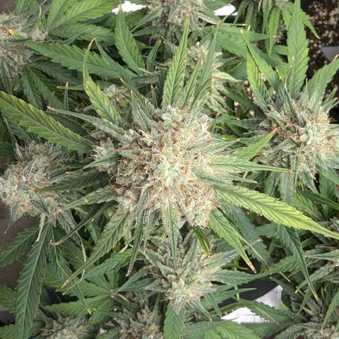 Titan growlog timeline photo