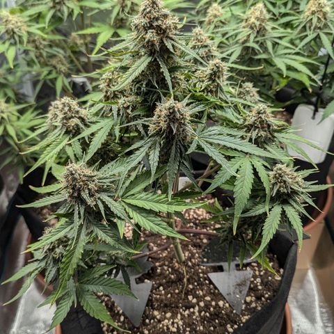 Titan growlog timeline photo