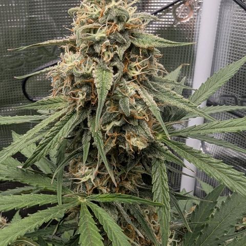 Epsilon growlog timeline photo