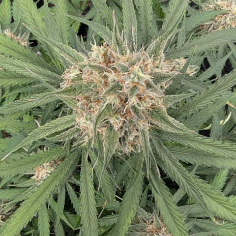 Epsilon growlog timeline photo
