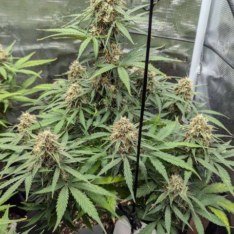 Epsilon growlog timeline photo