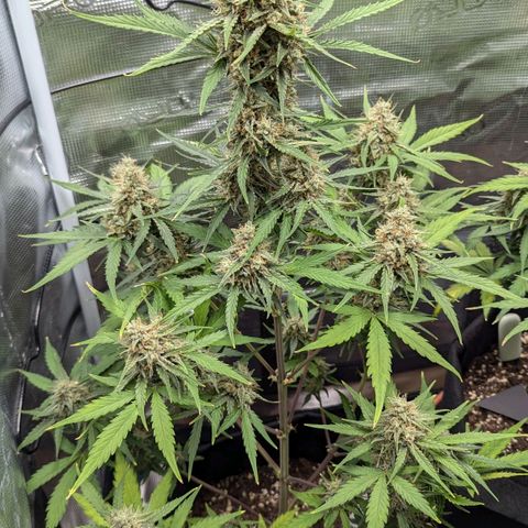 Medusa growlog timeline photo
