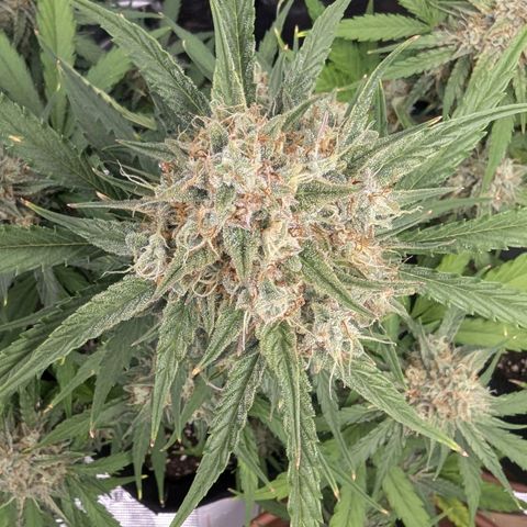 Medusa growlog timeline photo
