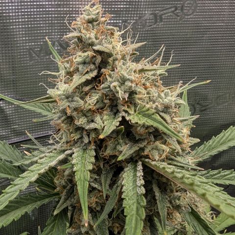 Medusa growlog timeline photo