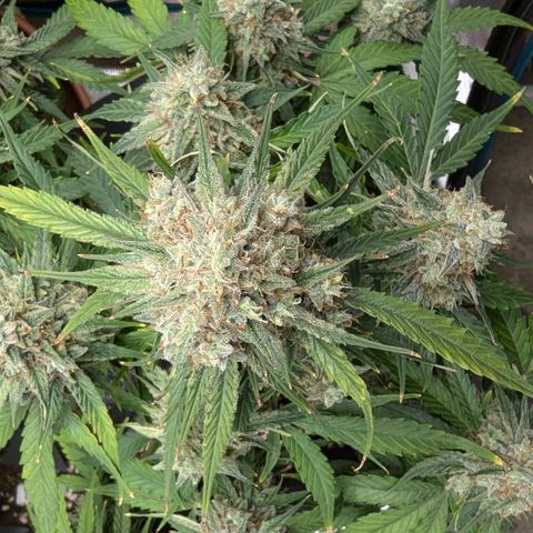 Titan growlog timeline photo