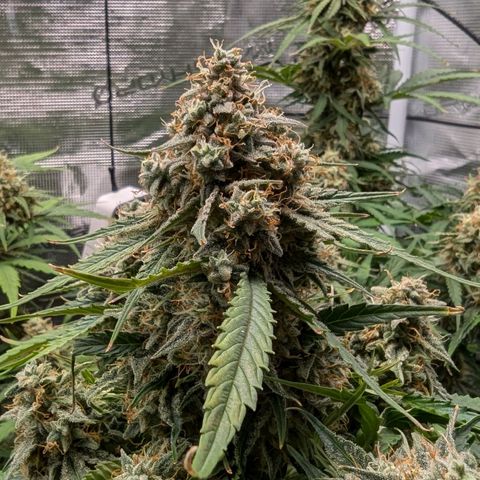 Titan growlog timeline photo