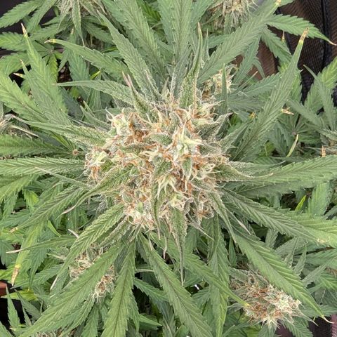 Epsilon growlog timeline photo